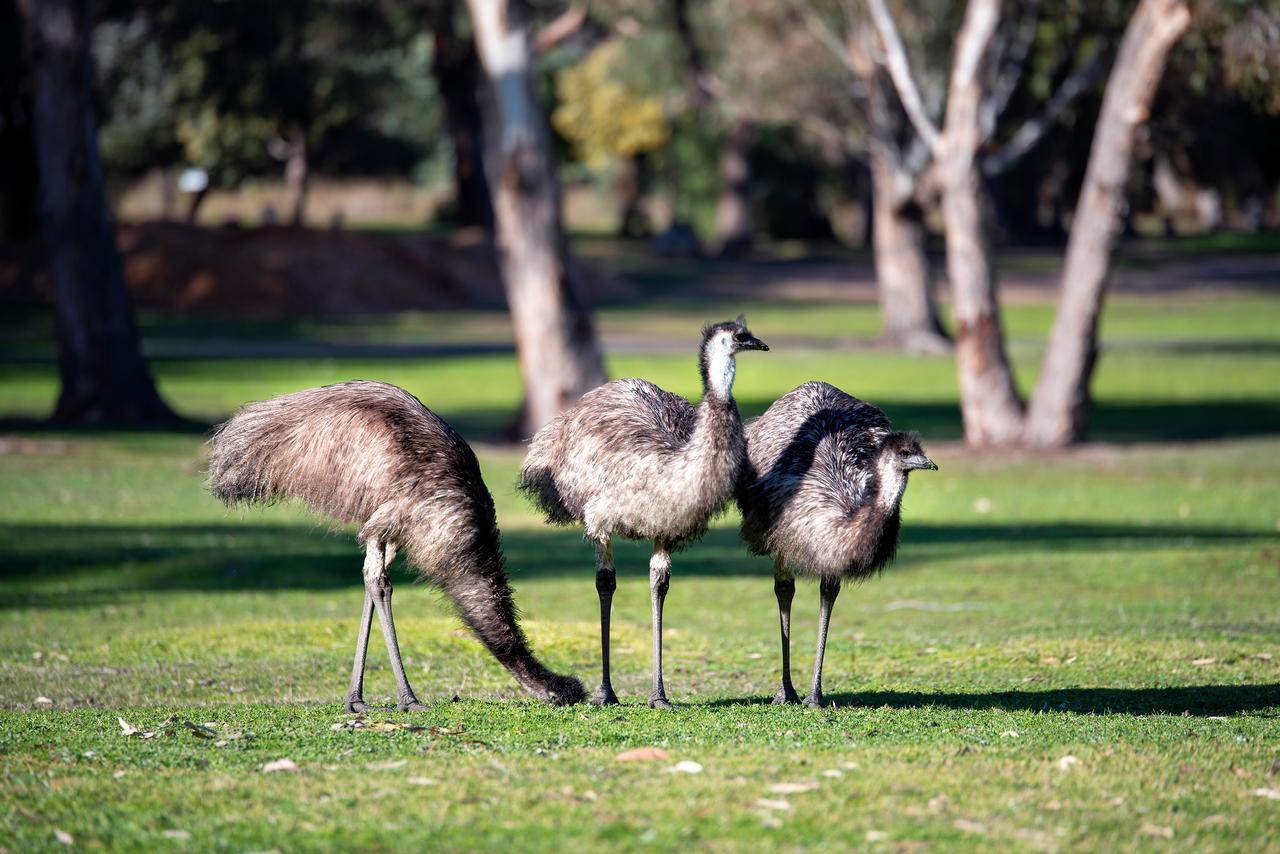 Breeze Holiday Parks - Grampians Halls Gap Bagian luar foto